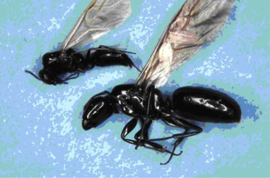 carpenter ants