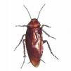 american_roach