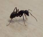 What is a Carpenter Ant?