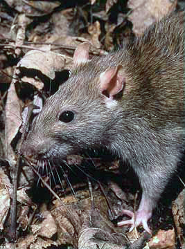 rat_ rodent control