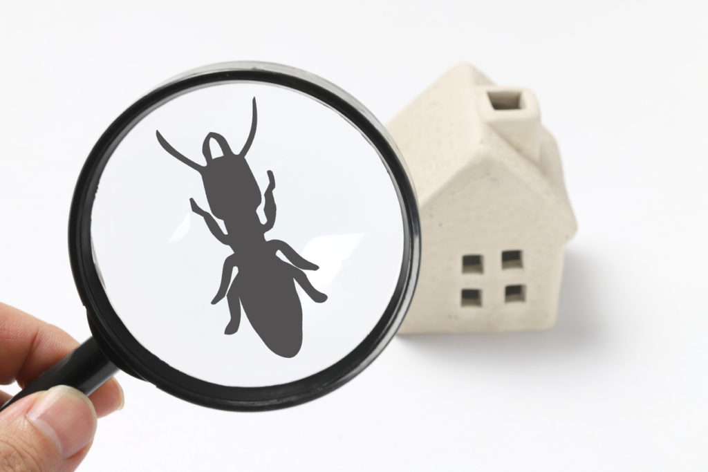 residential pest control