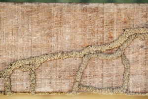 signs of termites