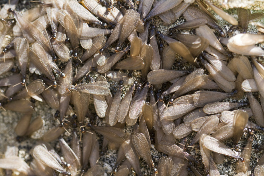 swarm of winged termites