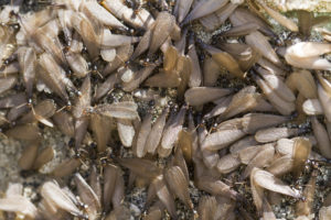 swarm of winged termites