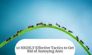 10 HIGHLY Effective Tactics to Get Rid of Annoying Ants