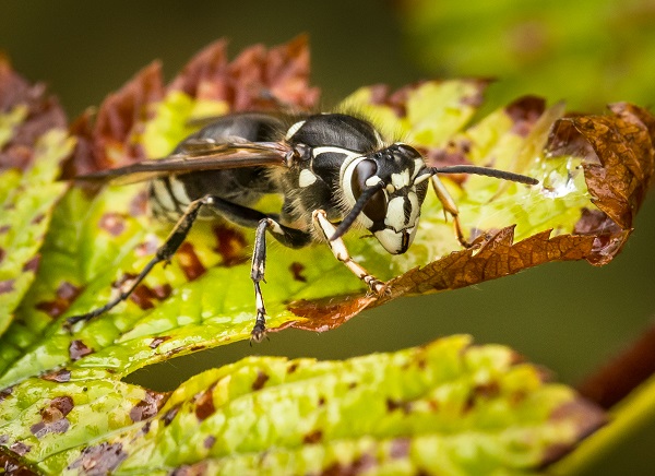 BALD FACED HORNET BUILD LARGE ENCLOSED NESTS