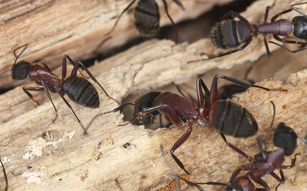 Carpenter Ant Pest Control Long Island, NY