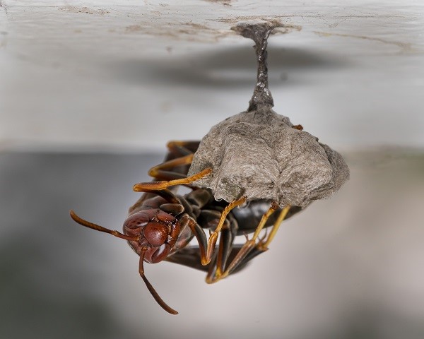 PAPER WASPS KNOWN FOR THERE PAPERLIKE NESTS