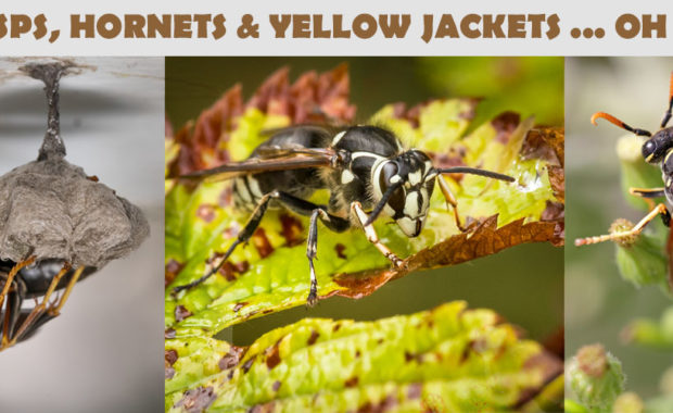 WASP, HORNETS, YELLOW JACKETS