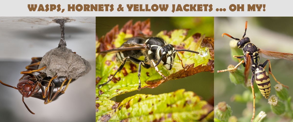 What Is The Difference Between A Yellow Jacket And A Wasp