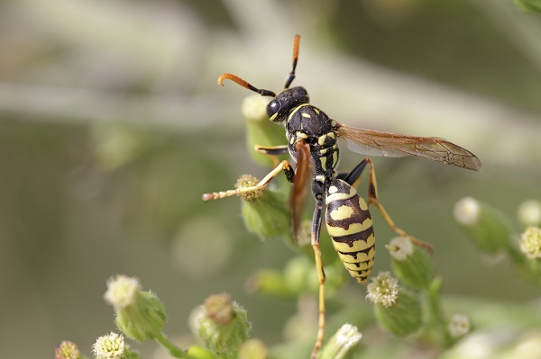 Yellow Jackets are Aggresive