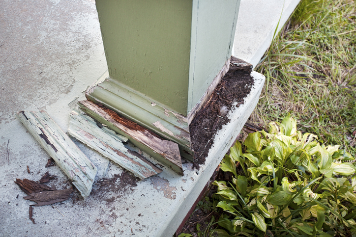 Pest Control -Termite Post Damage