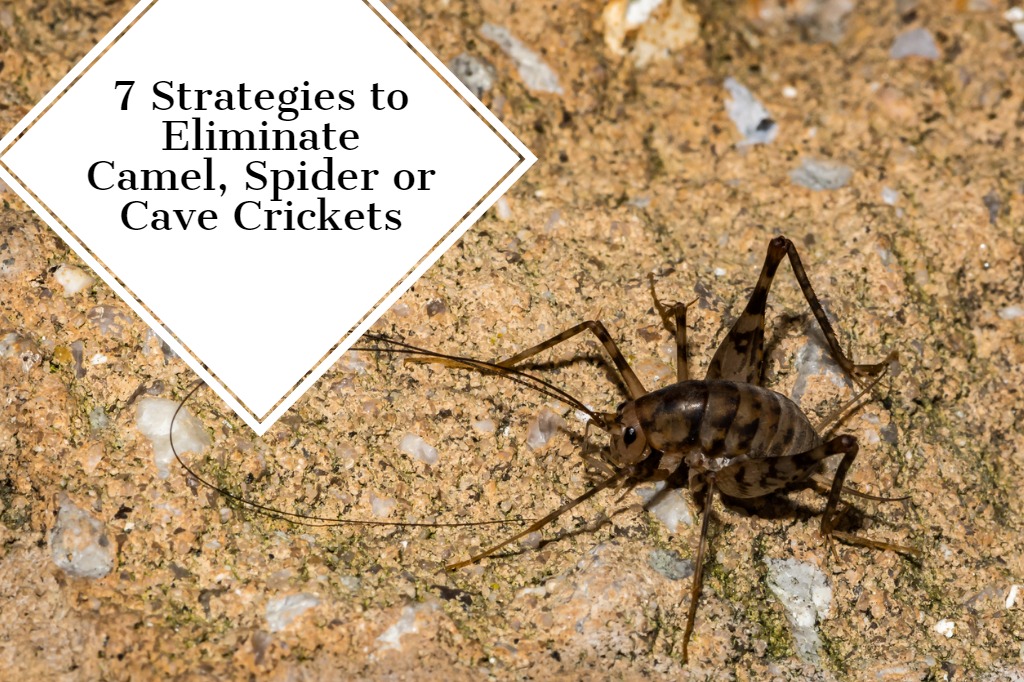 Eliminate Camel Spider Or Cave Crickets, Get Rid Of Spider Crickets In Basement