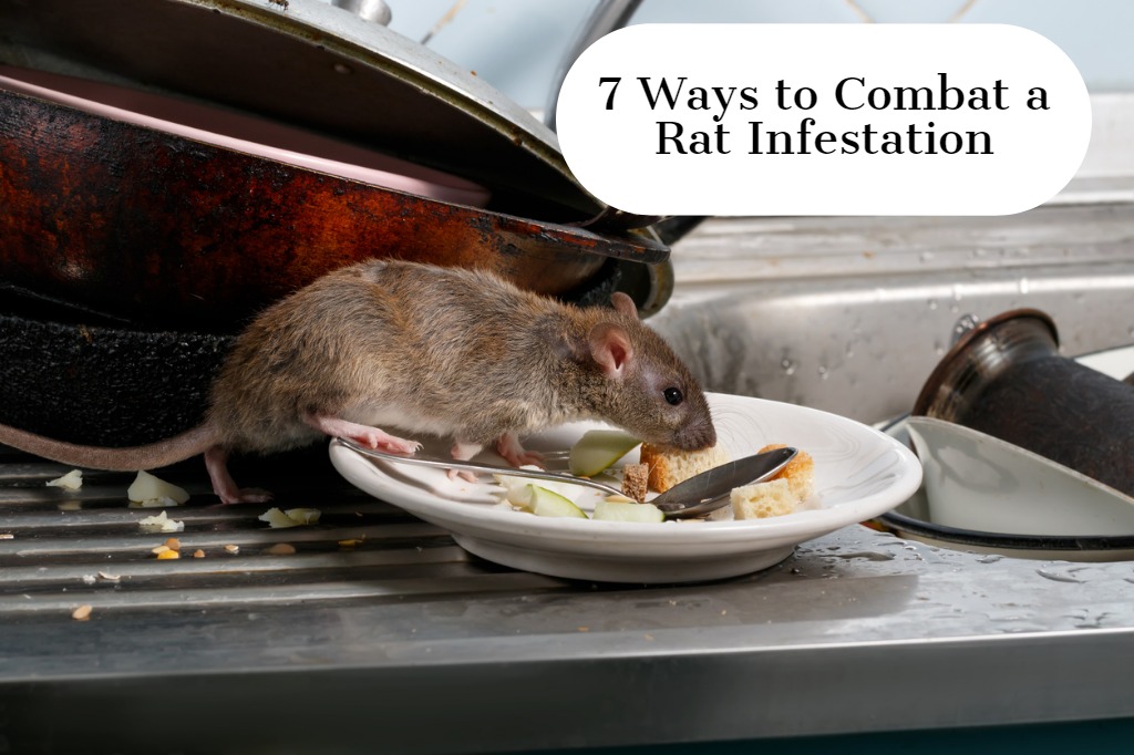 7 Ways to Combat a Rat Infestation