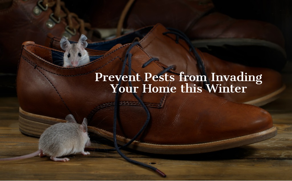 Tips to Prevent a Winter Pest Infestation