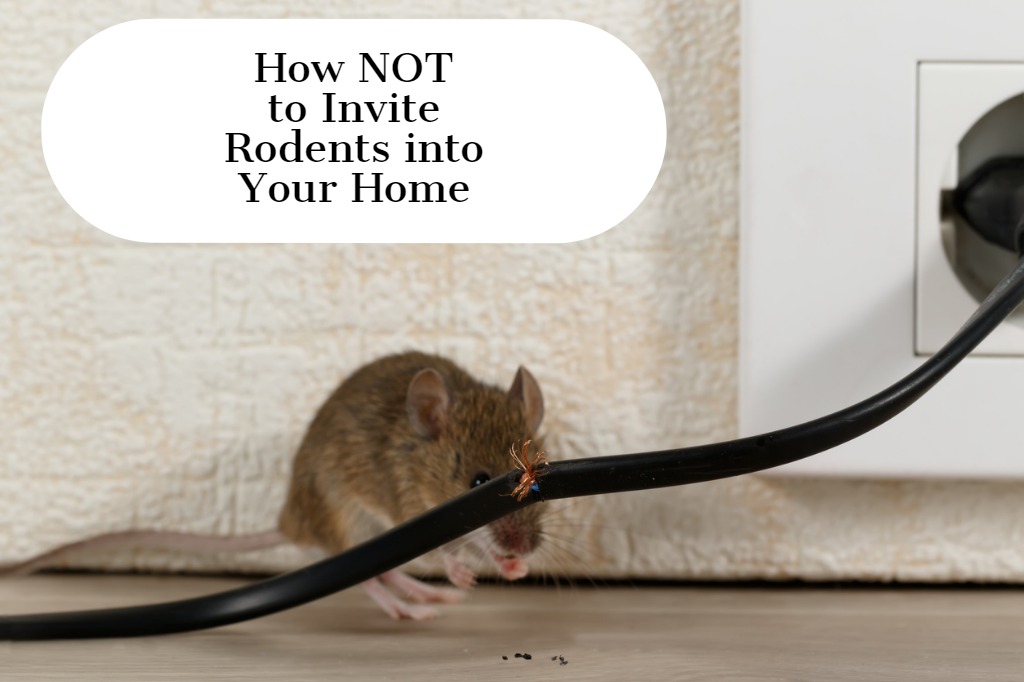 How NOT to Invite Rodents into Your Home