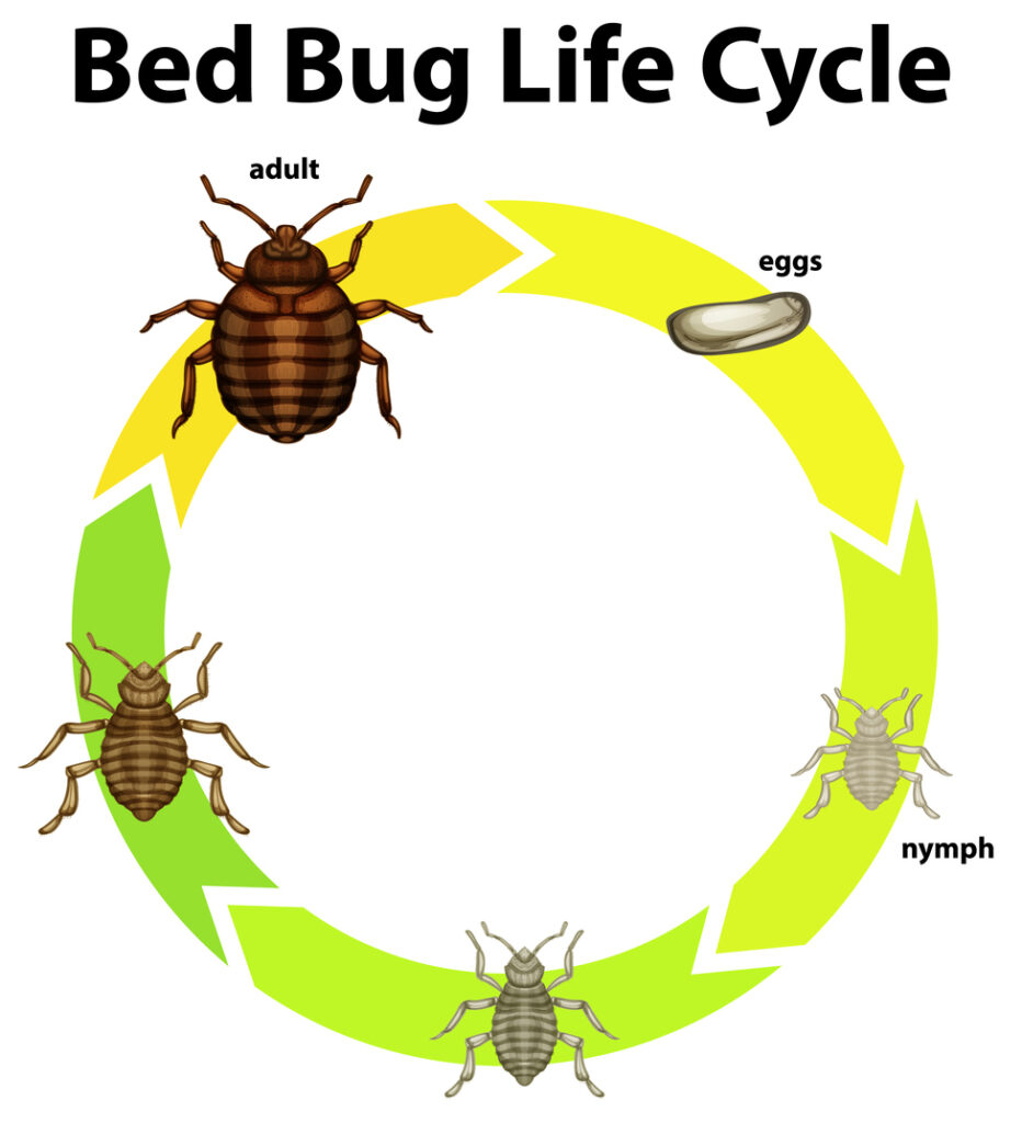 life cycle of a bed bug