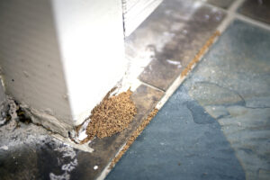 5 Early Warning Signs of a Termite Infestation