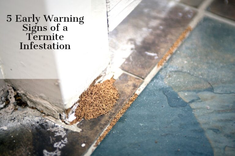 5 Early Warning Signs Of A Termite Infestation