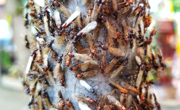 alates or termites swarm