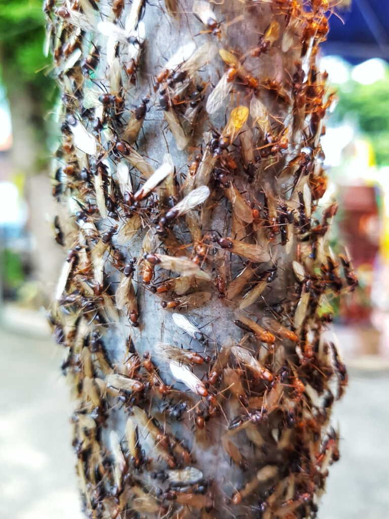 alates or termites swarm