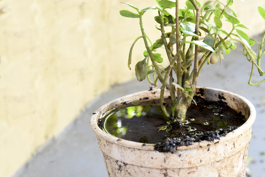 MOSQUITOES BREED IN STANDING WATER