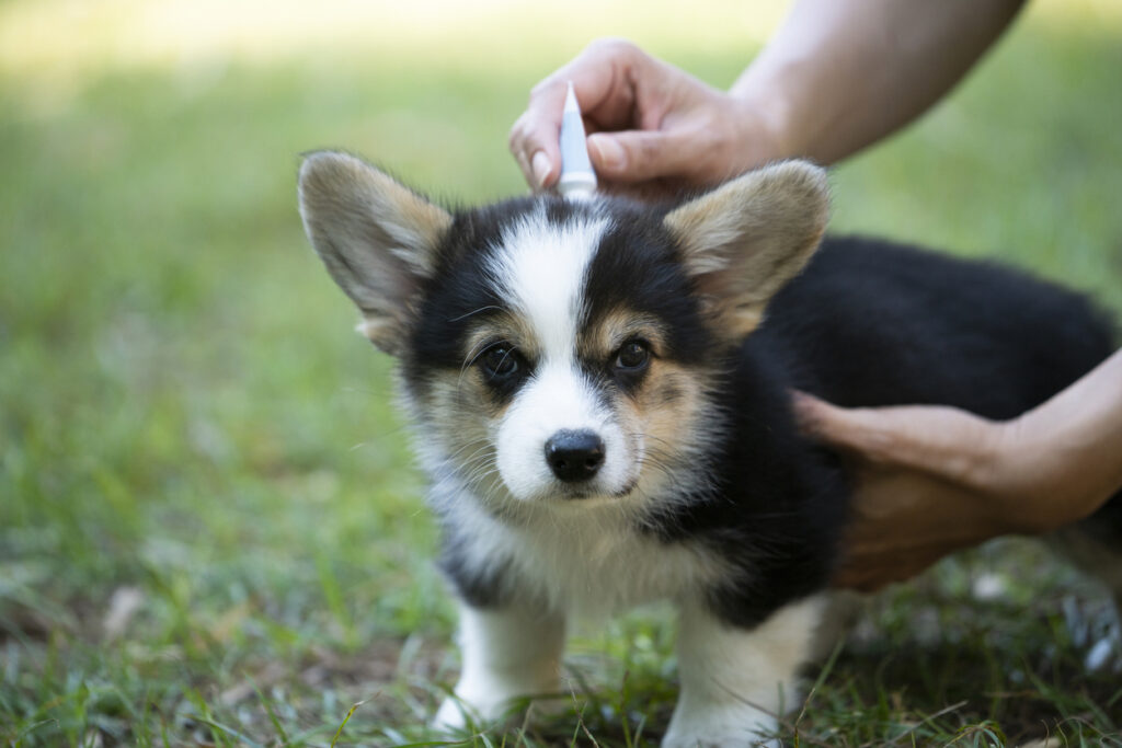 Tick Treatment for Pets