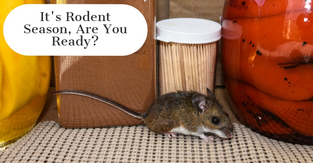 What Is Rodent Season and How Long Does It Last?