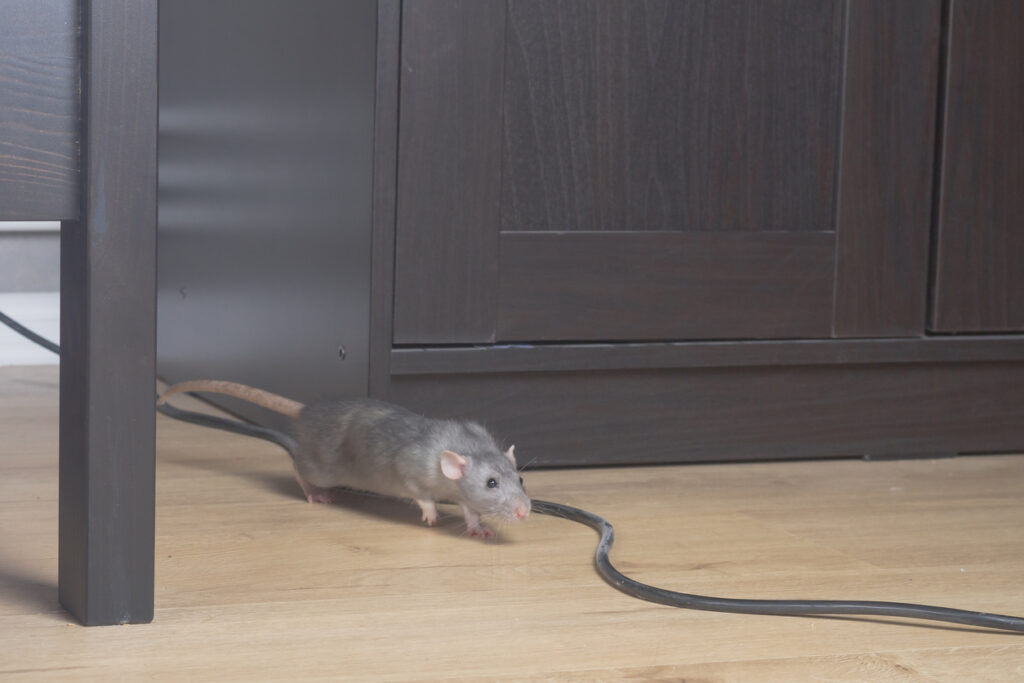 5 Ways to Prevent Rodent Infestations