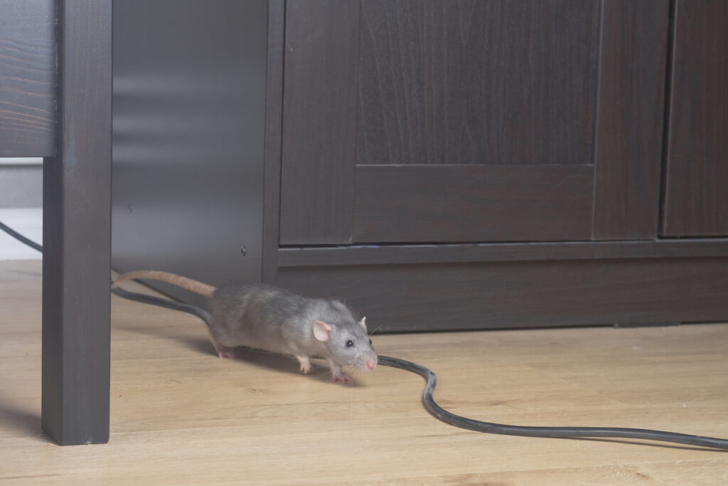 What you need to know to prevent rodents?