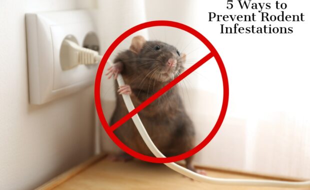 5 Ways to Prevent Rodent Infestations