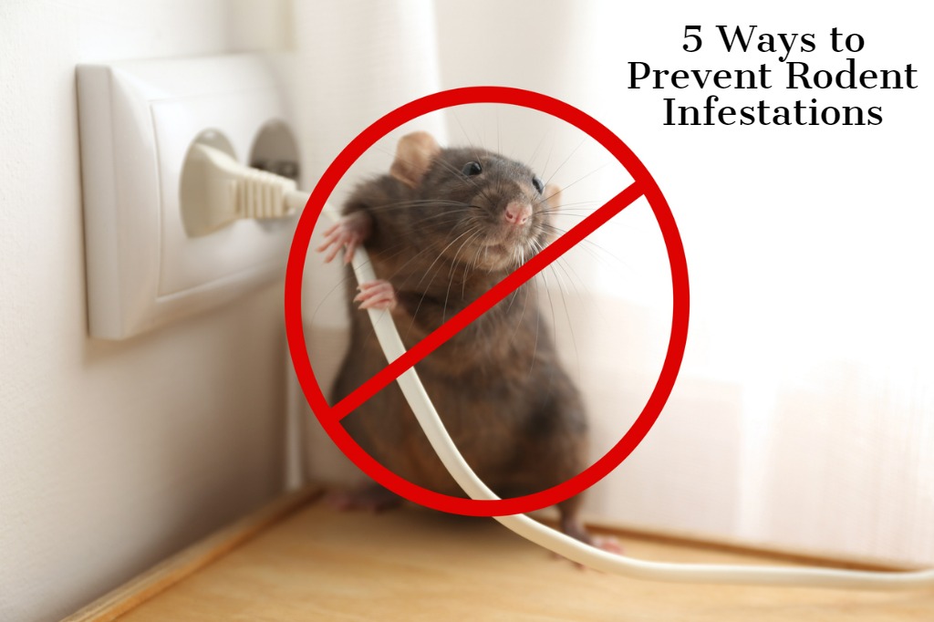 What is Rodent Exclusion?, Preventing Rodents