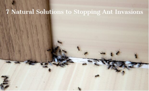 7 Natural Solutions to Stopping Ant Invasions