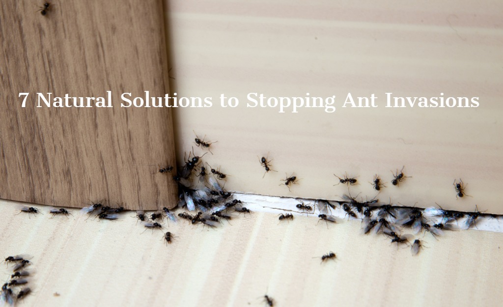 Get Rid Of Ant Invasions Easily For Up To 3 Months With Wilson Control Gel