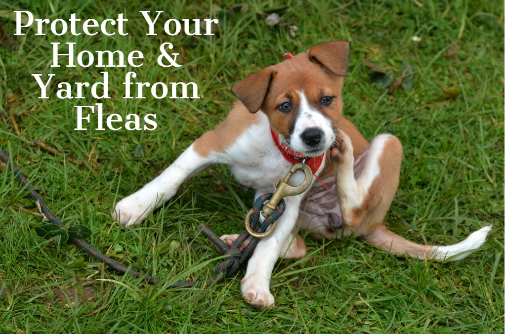 How to Protect Your Home and Yard from Fleas