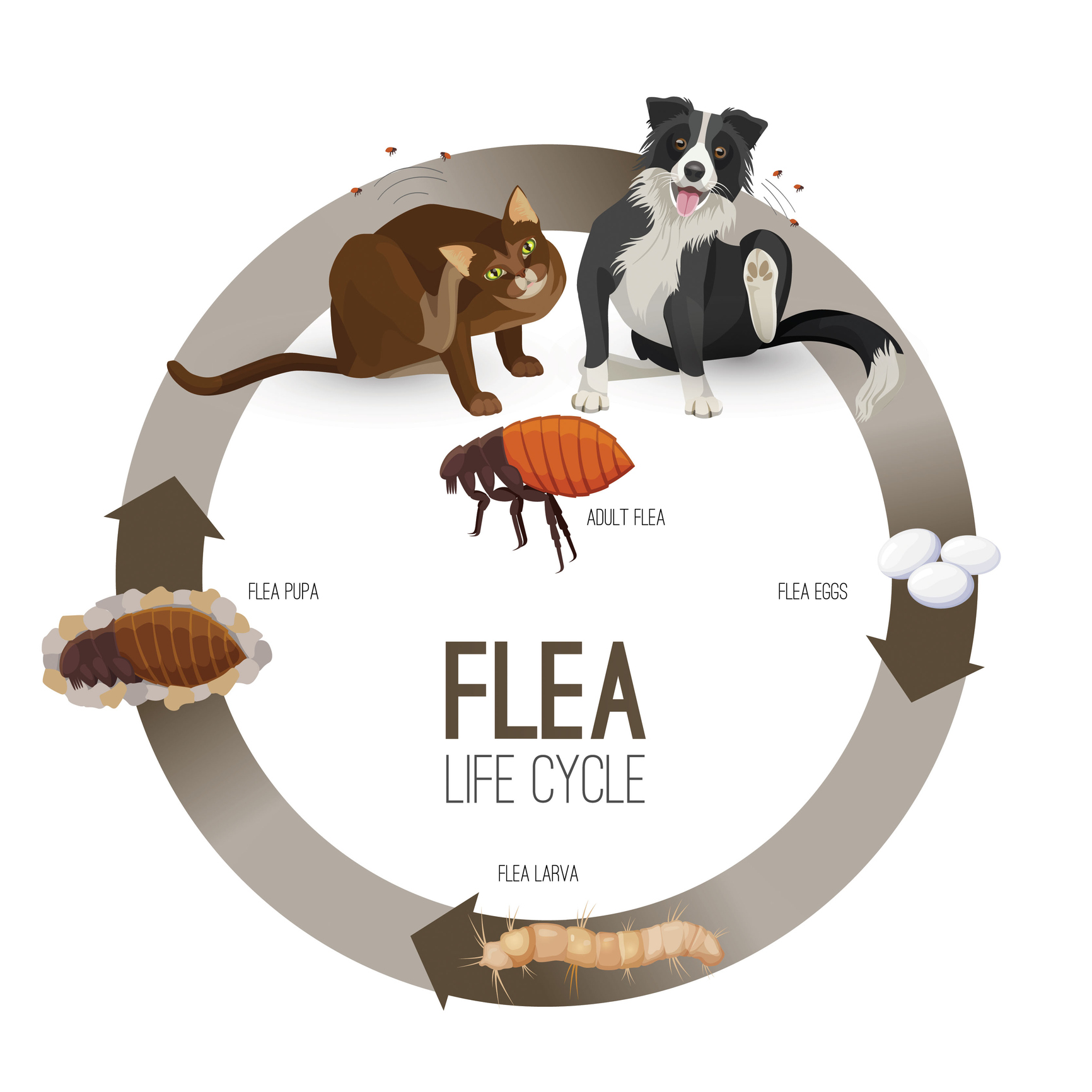 Life Cycle of a Flea