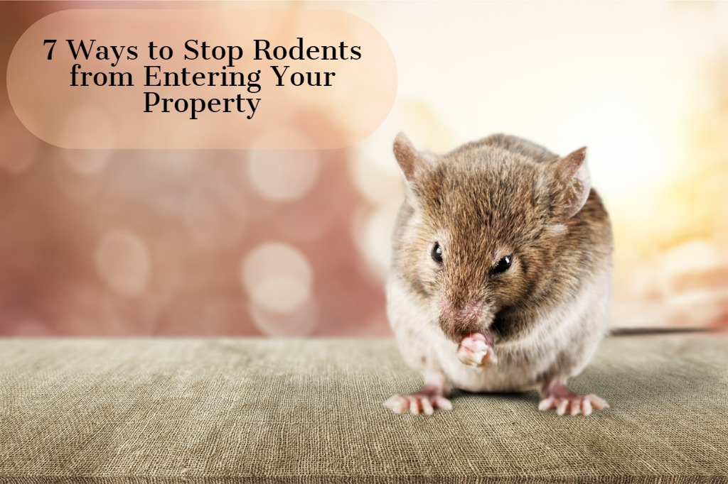 7 Ways to Stop Rodents from Entering Your Property