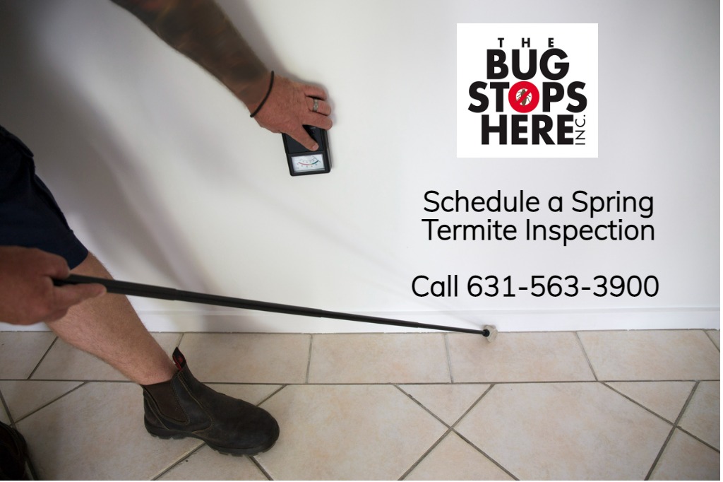 schedule spring termite inspection