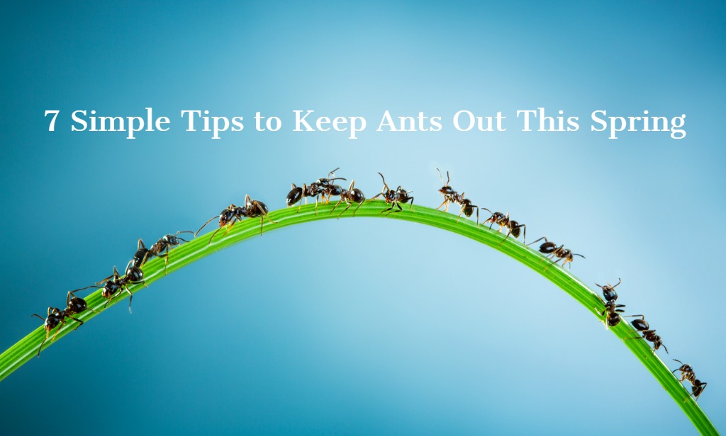 7 Simple Tips to Keep Ants Out This Spring