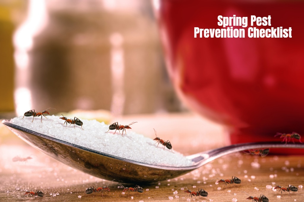 7 Spring Checklist for Pest Prevention: