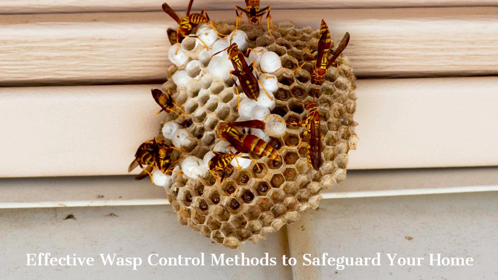 Effective Wasp Control Methods to Safeguard Your Home