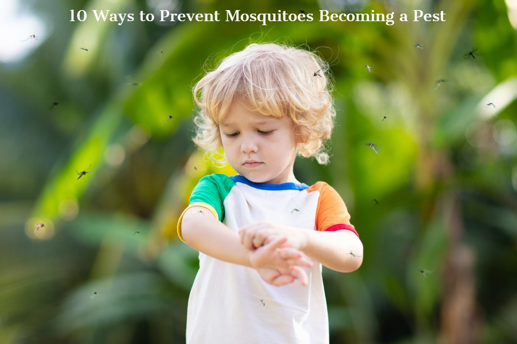 Prevent Mosquitoes from Becoming a Pest this Summer