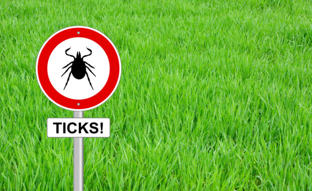 Prevent Ticks from being a Nuisance in the Yard