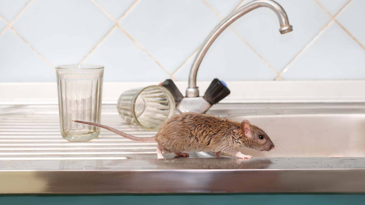 Rodent Control – Mice and Rats - Maine Bed Bugs and Pest Control
